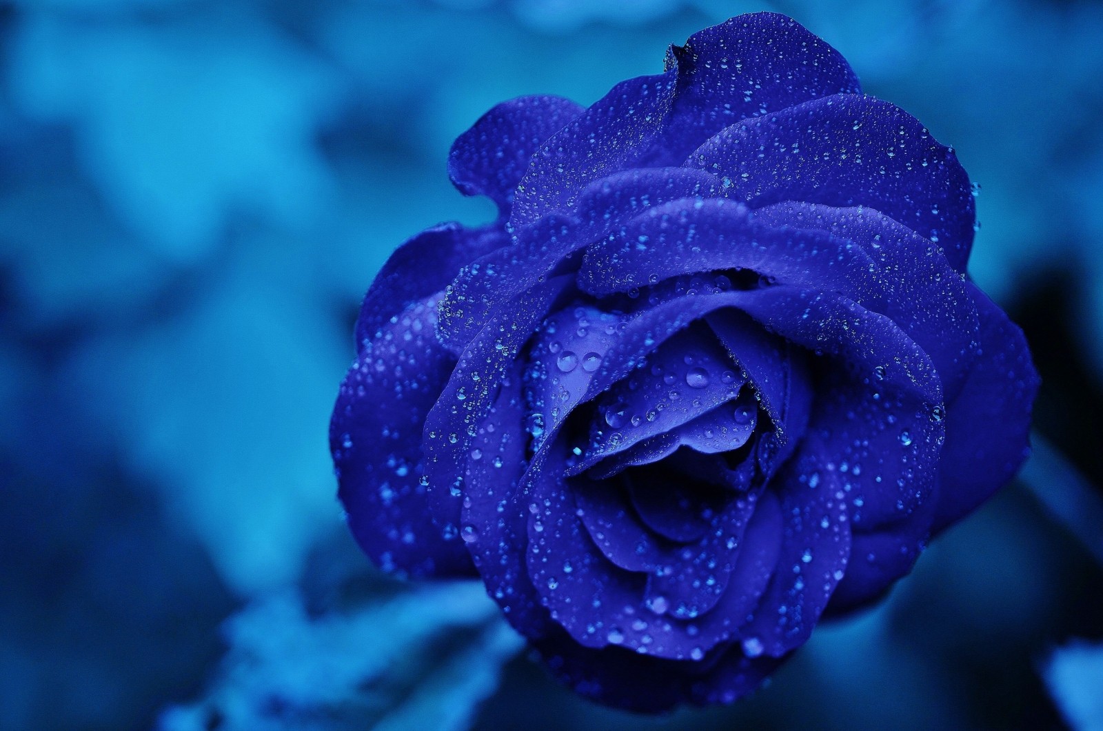 2-close-up-of-blue-rose-with-dew