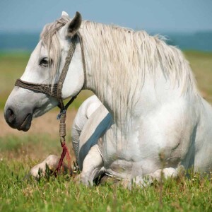 Why-Horses-Are-Tired-Feature